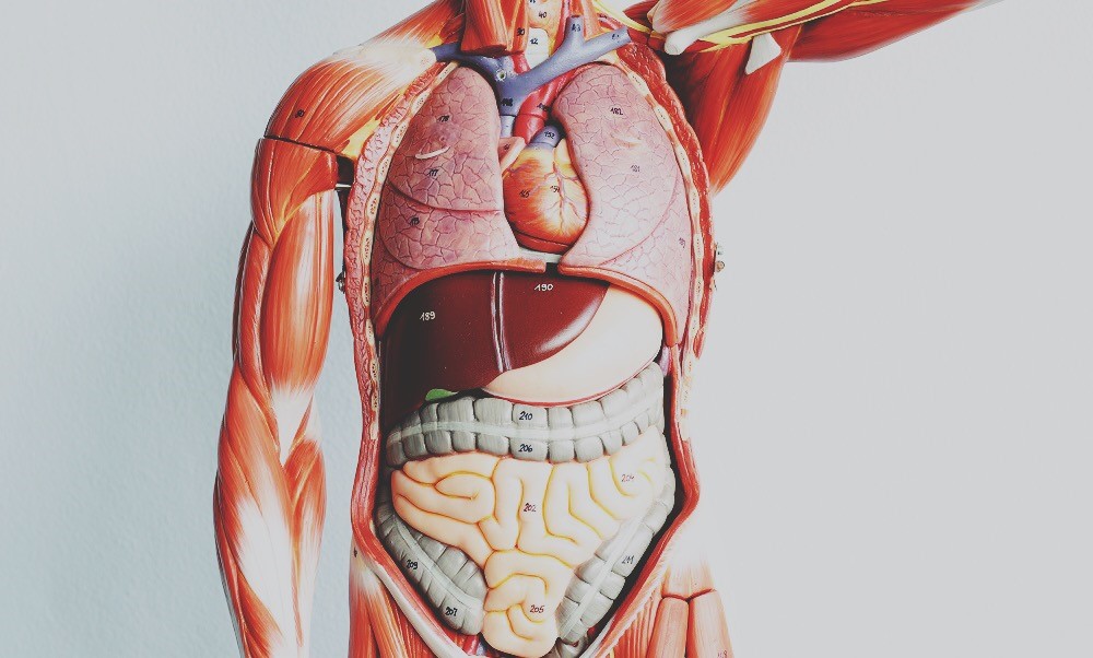 The Sun Organ Donation