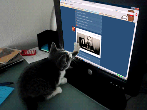 kitten scrolling